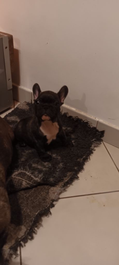 Des Enfants Du Sancy - Chiot disponible  - Bouledogue français