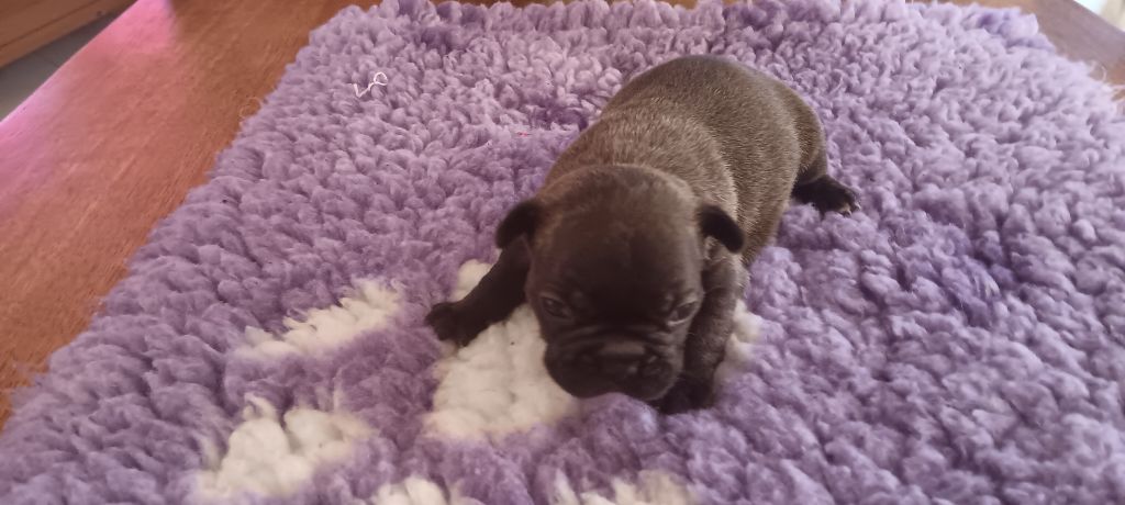 Des Enfants Du Sancy - Chiot disponible  - Bouledogue français