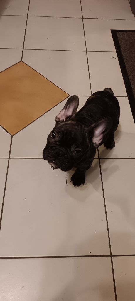 Des Enfants Du Sancy - Chiot disponible  - Bouledogue français